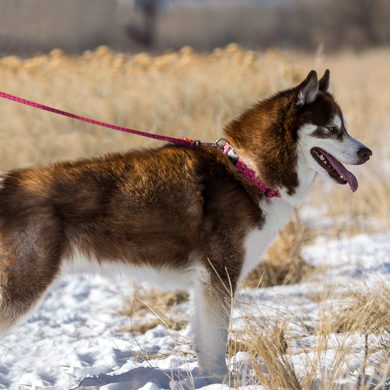 Dog Leash by LupinePet | Popular Designs Guaranteed