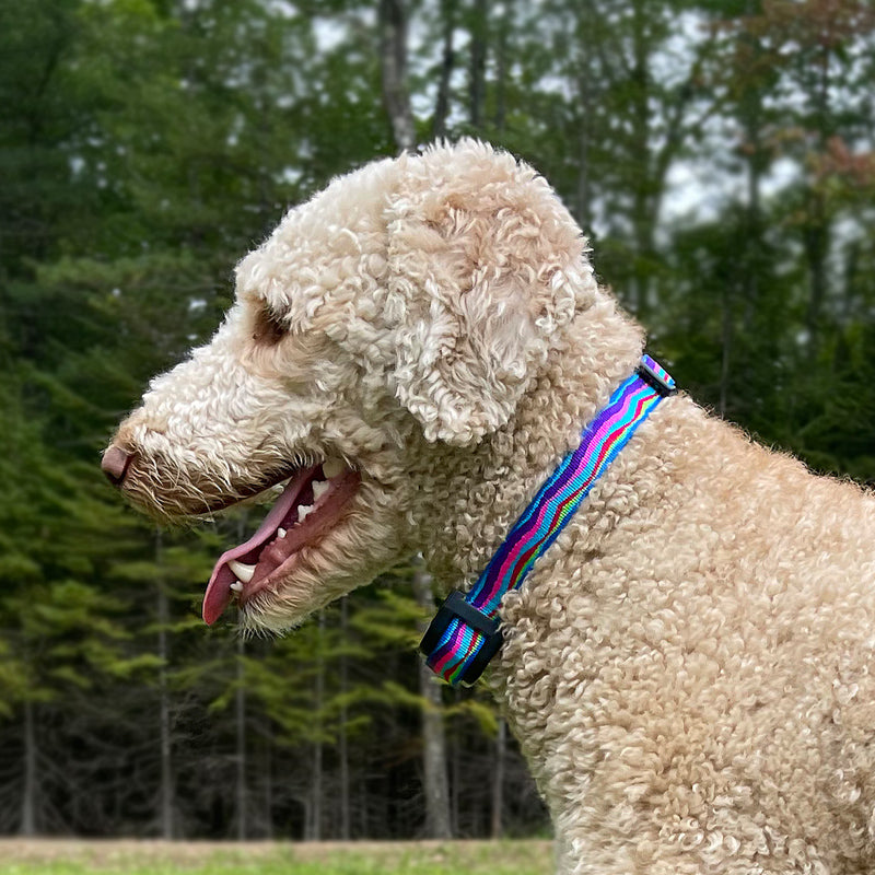 Reflective E-Collar Replacement Strap for Training & Fence Systems Blue Diamond