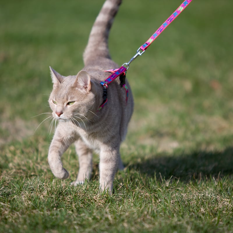 Cat Leash