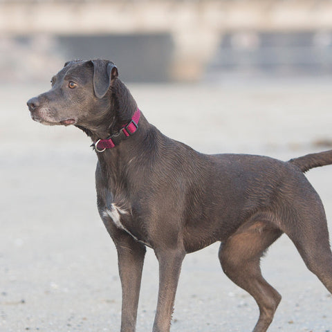 Gray rescue dog on the beach wearing LupinePet  Eco Recycled Berry dog collar