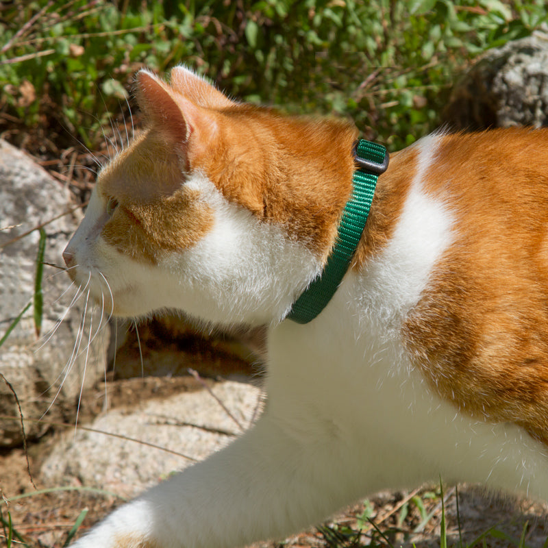 Basic Solids for Cats – LupinePet®