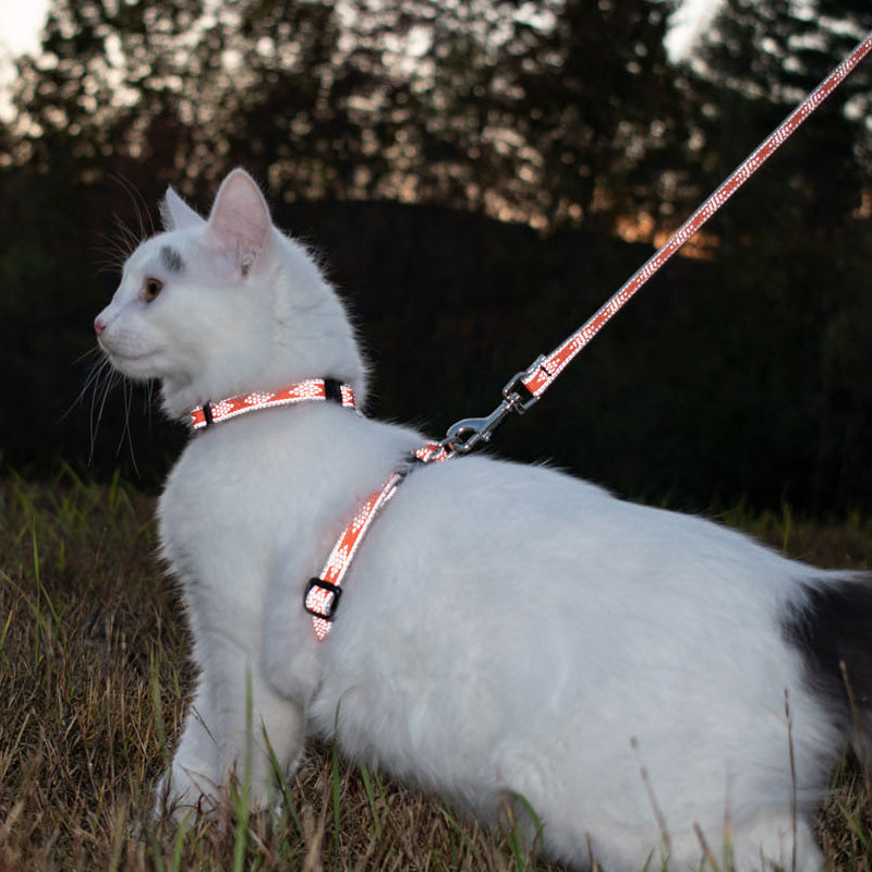 Reflective for Cats – LupinePet®