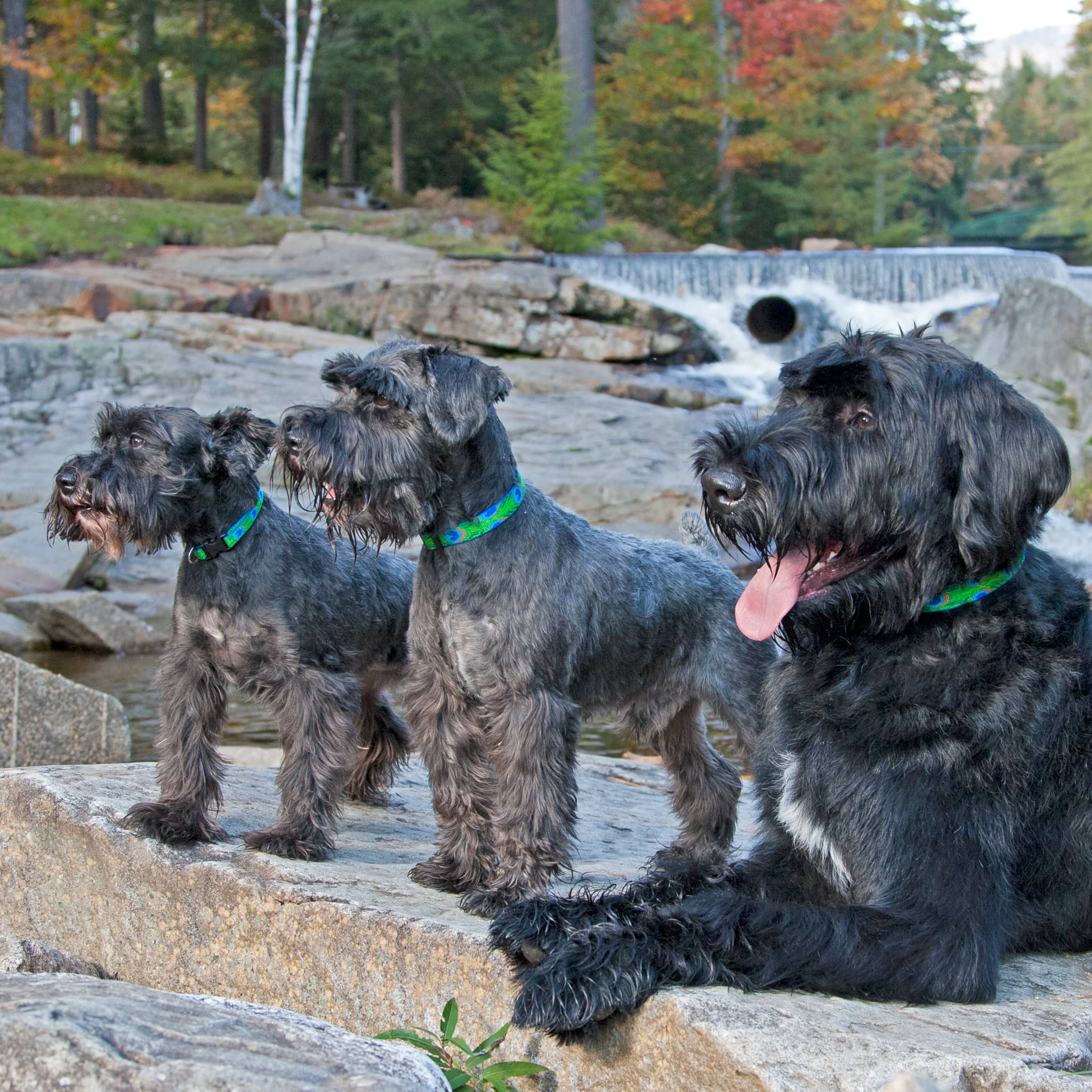 Collections for Dogs – LupinePet®