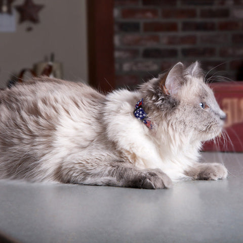 Fluffy gray cat wearing LupinePet cat safety breakaway collar in Old Glory design
