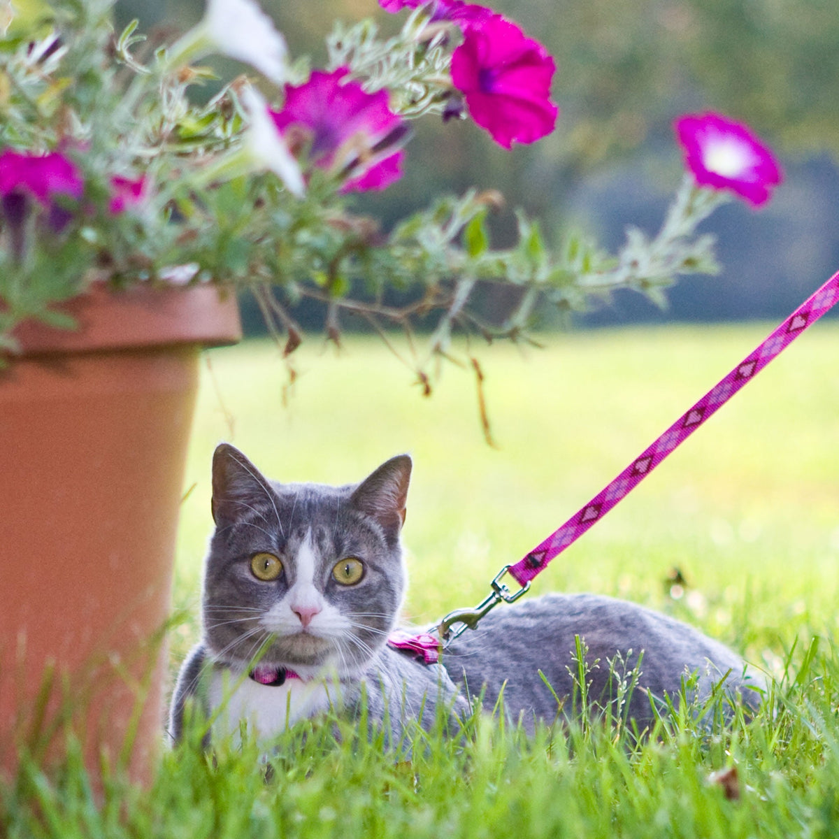 Original Designs for Cats – LupinePet®