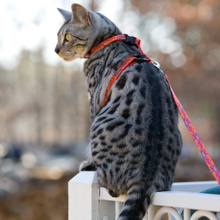
                    
                      Cat wearing LupinePet Go Go Gecko design H-style harness & matching cat leash.
                    
                  
