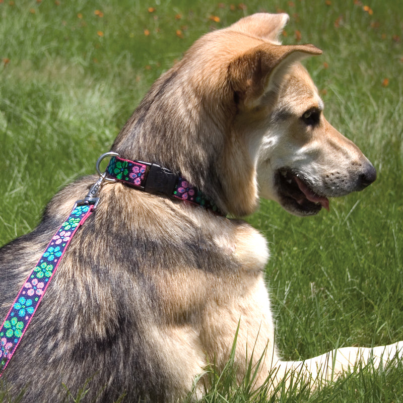 Dog Leash by LupinePet | Popular Designs Guaranteed