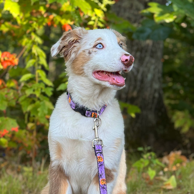 
                    
                      LupinePet Trick or Treat Halloween dog collar and leash on Aussie puppy
                    
                  