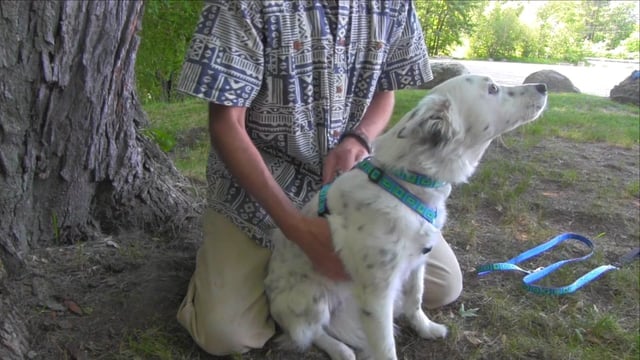 
                    
                       seen here in Basic Solids Green. Available in 3 widths and several adjustable size ranges to fit every dog.
                    
                  