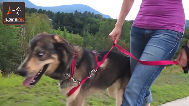 Original Designs No Pull Training Harness
