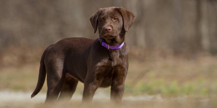 Chocolate Labrador Retriever standing outdoors with a blurred natural background