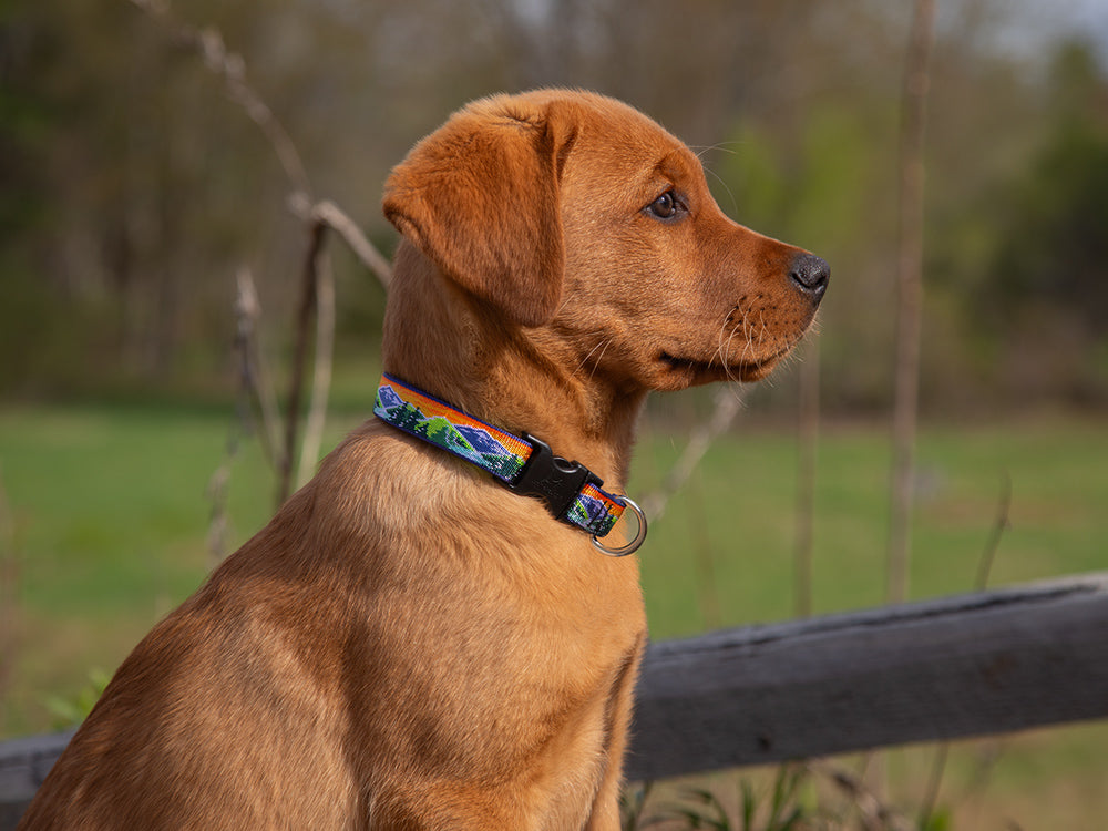 Duck Pet ID Tag | LupinePet Just Ducky | Made by Dog Tag Art