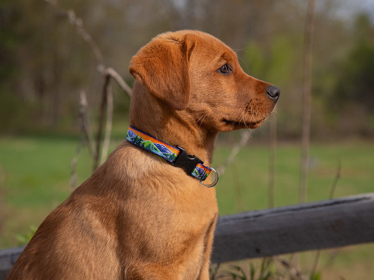 Original Designs Dog Collar