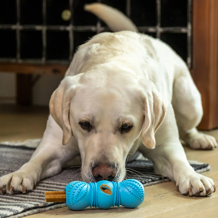 White Labrador Retriever playing with a blue West Paw Flossr chew toy 