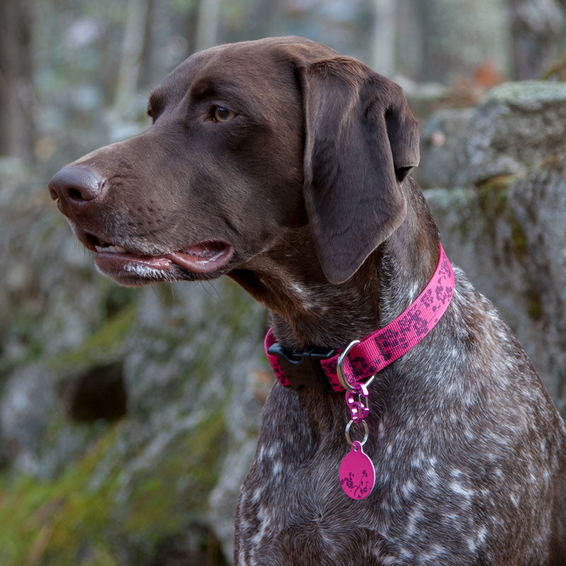 Lucky Dragon Dog Tag Art ID Tag from LupinePet