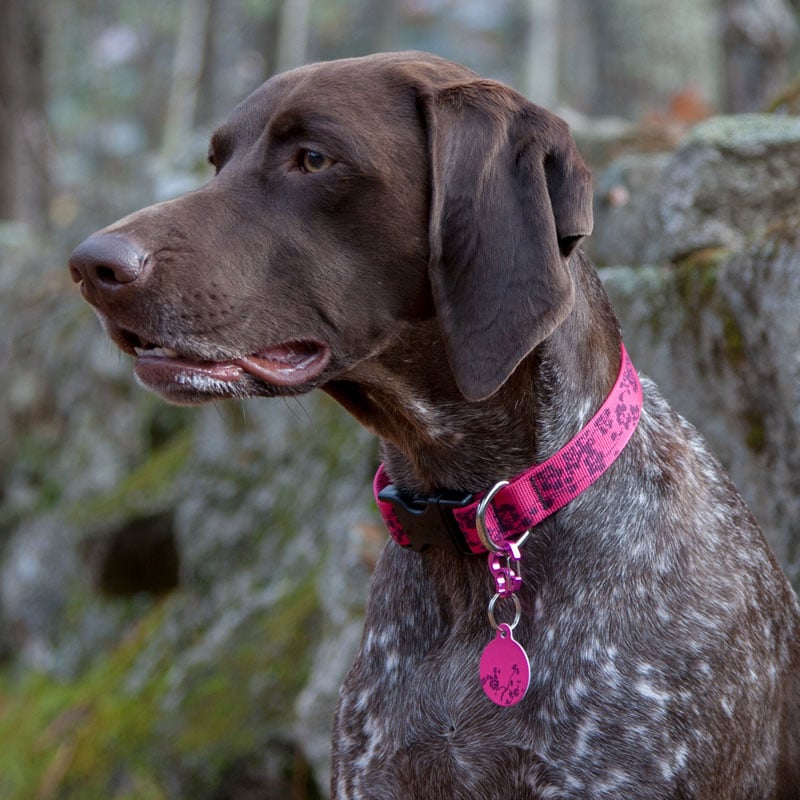 Bella wearing Plum Blossom Pet ID Tag
