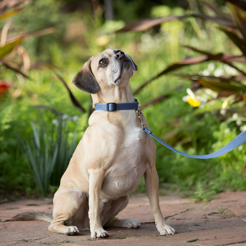 Eco Padded Handle Leash for Dogs – LupinePet®