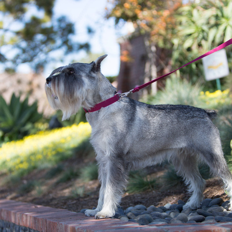 Eco Padded Handle Leash for Dogs – LupinePet®