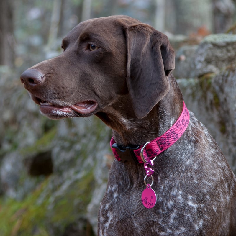 Lupine Dog Tag Art Pet ID Tag Plum Blossom