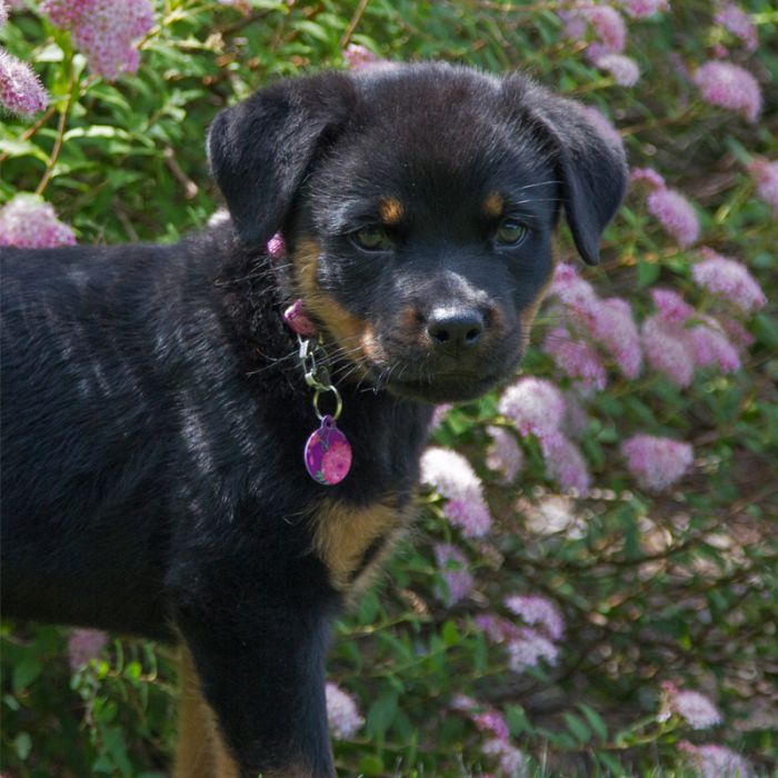 Petunia flower Pet ID Tag | Dog Tag Art & LupinePet