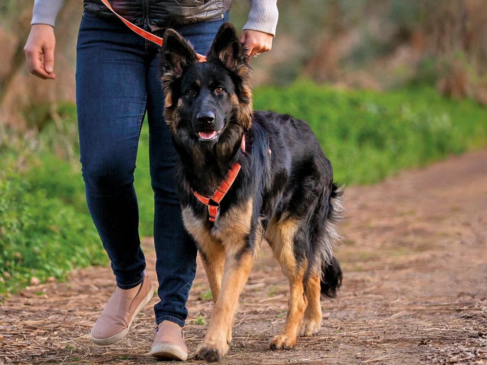 How to Measure a Dog for a Harness (Step-by-Step + Size Chart)
