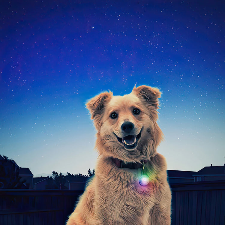 SpotLit? Rechargeable DSIC-O TECH? LED Collar Light from LupinePet by NiteIze