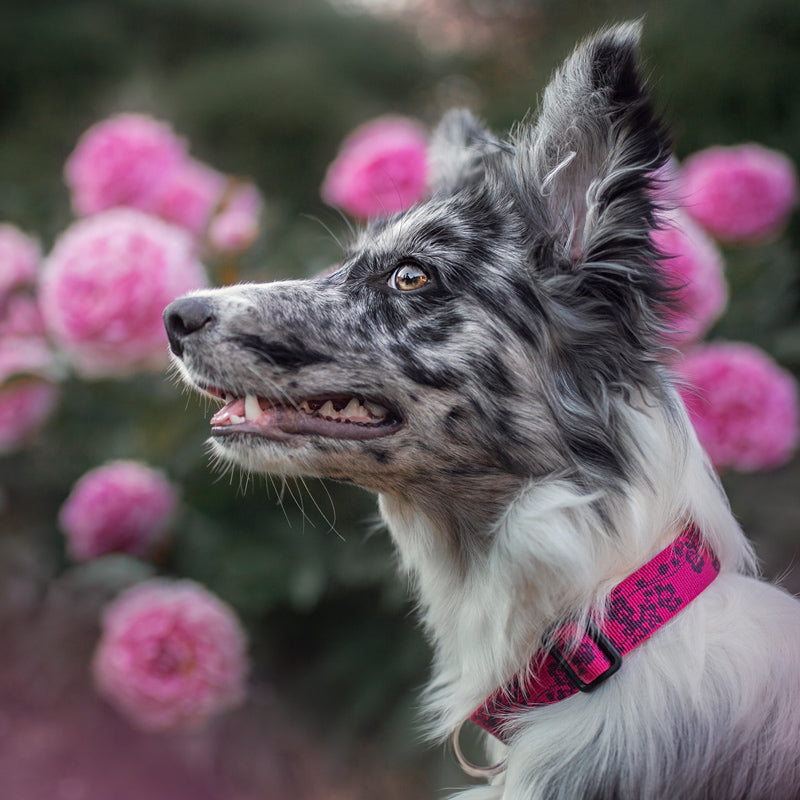 Original Designs Ultra-Durable Everyday Dog Collars | LupinePet