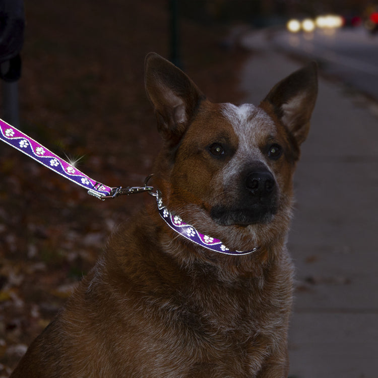 Zuzu the red healer ACD sporting Lupine Pet's NEW reflective Pink Paws