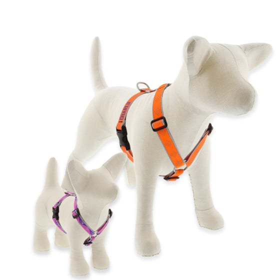 Lupine harnesses clearance