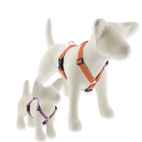 Reflective Dog Harnesses in Traditional Roman Style from Lupine Pet