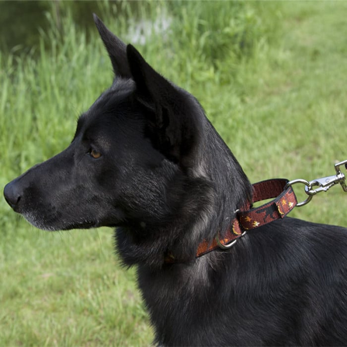 Martingale Collar for Dogs Original Designs by Lupine Pet