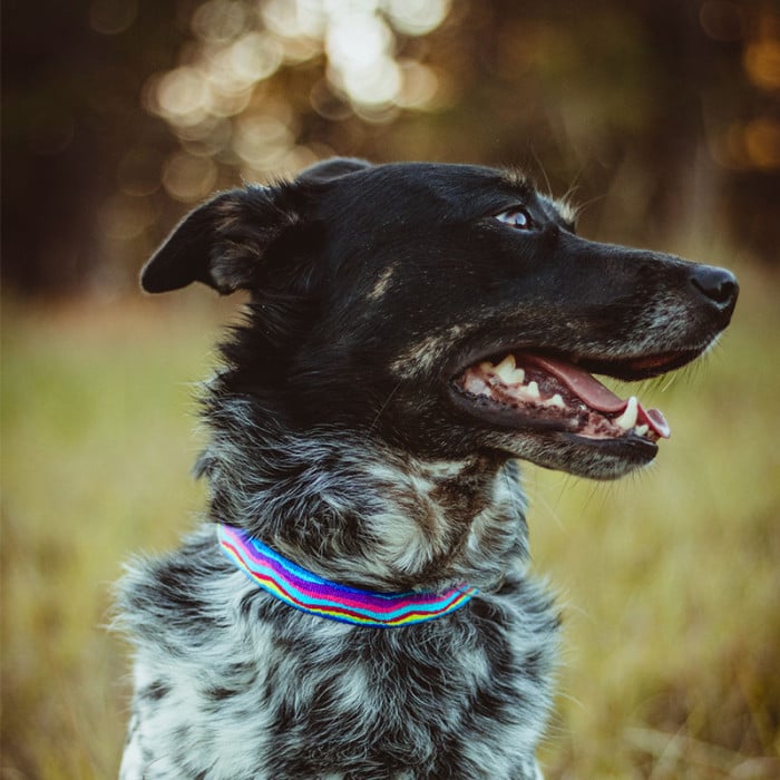 petbarn collars