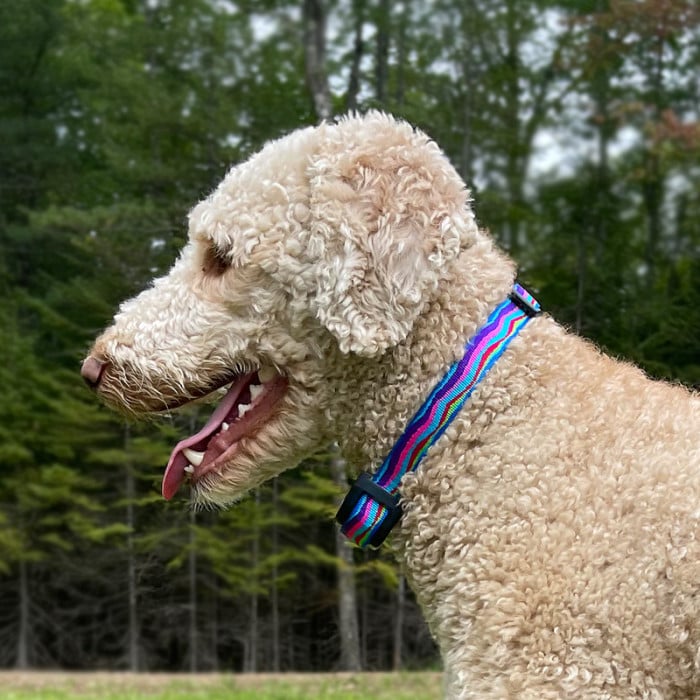 Replacement dog shock collar top