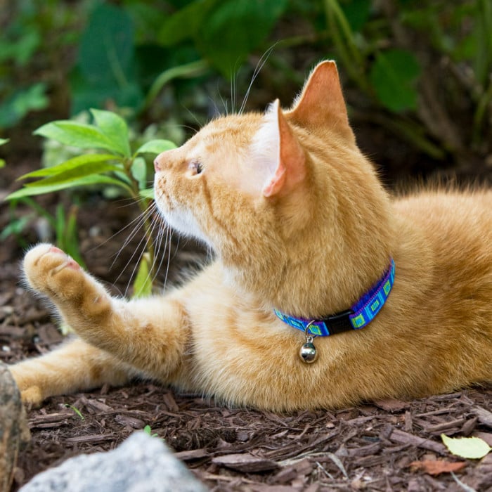 LupinePet Originals 1 2 Alpen Glow Cat Safety Collar 8 12