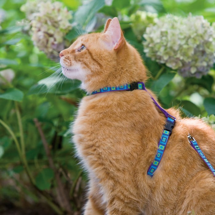 LupinePet Originals H Style Cat Harness 1 2 Wide by 12 20 Girth Rain Song