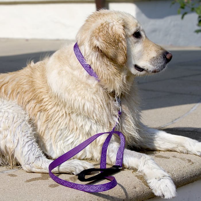 Dog Leash by LupinePet Popular Designs Lifetime Guarantee
