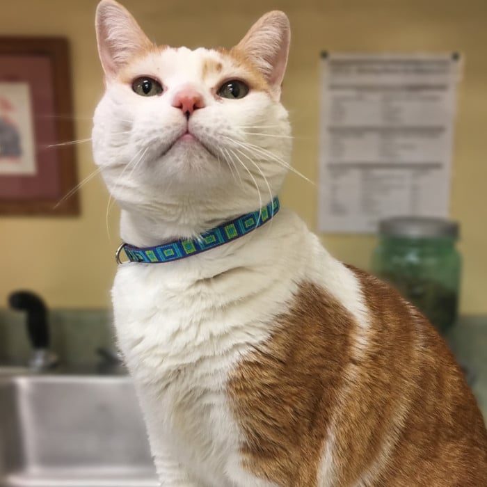 The best cat collars outlet