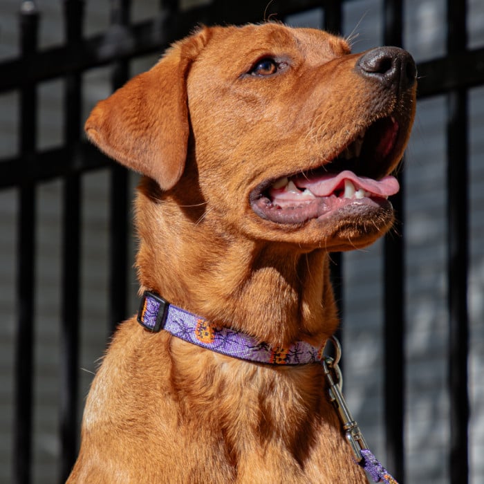 Holiday Dog Collar By LupinePet