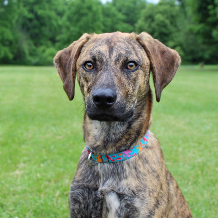Best color collar for brindle dog new arrivals