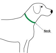 Dog Collar Fitting and Sizing Help