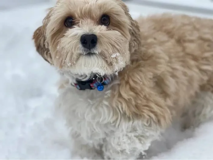 Callie in Apple Pie by LupinePet